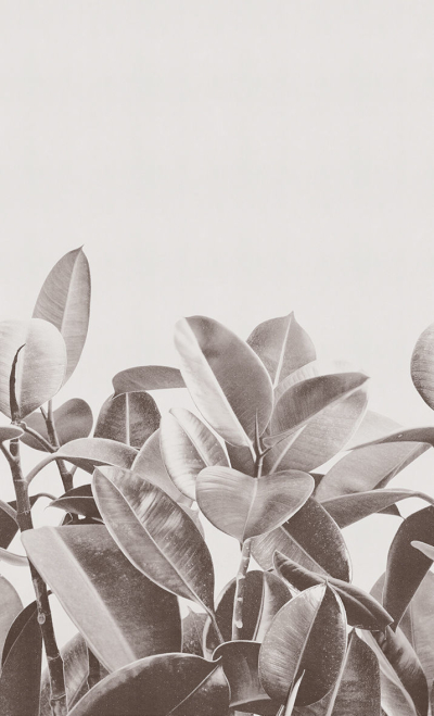 Rubber plant Londonart