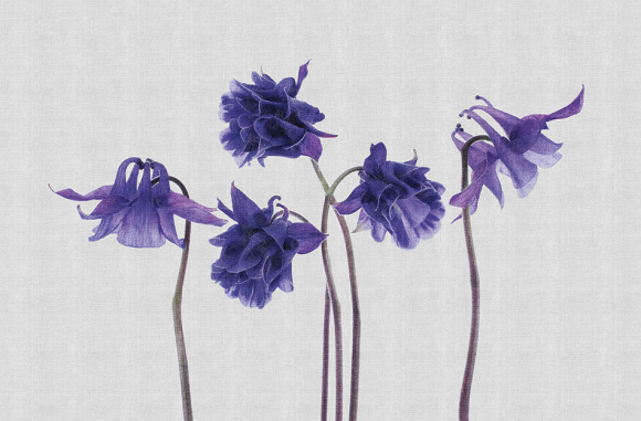 Campanula Londonart