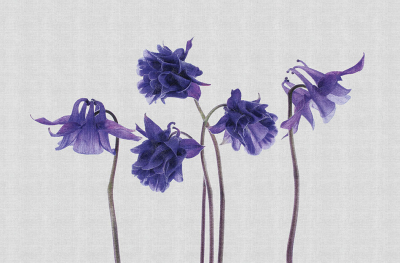 Campanula Londonart