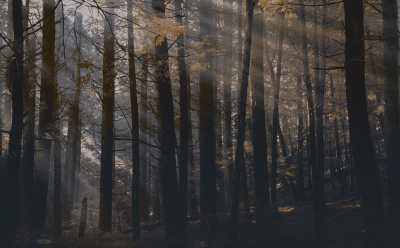 Canadian forest Londonart